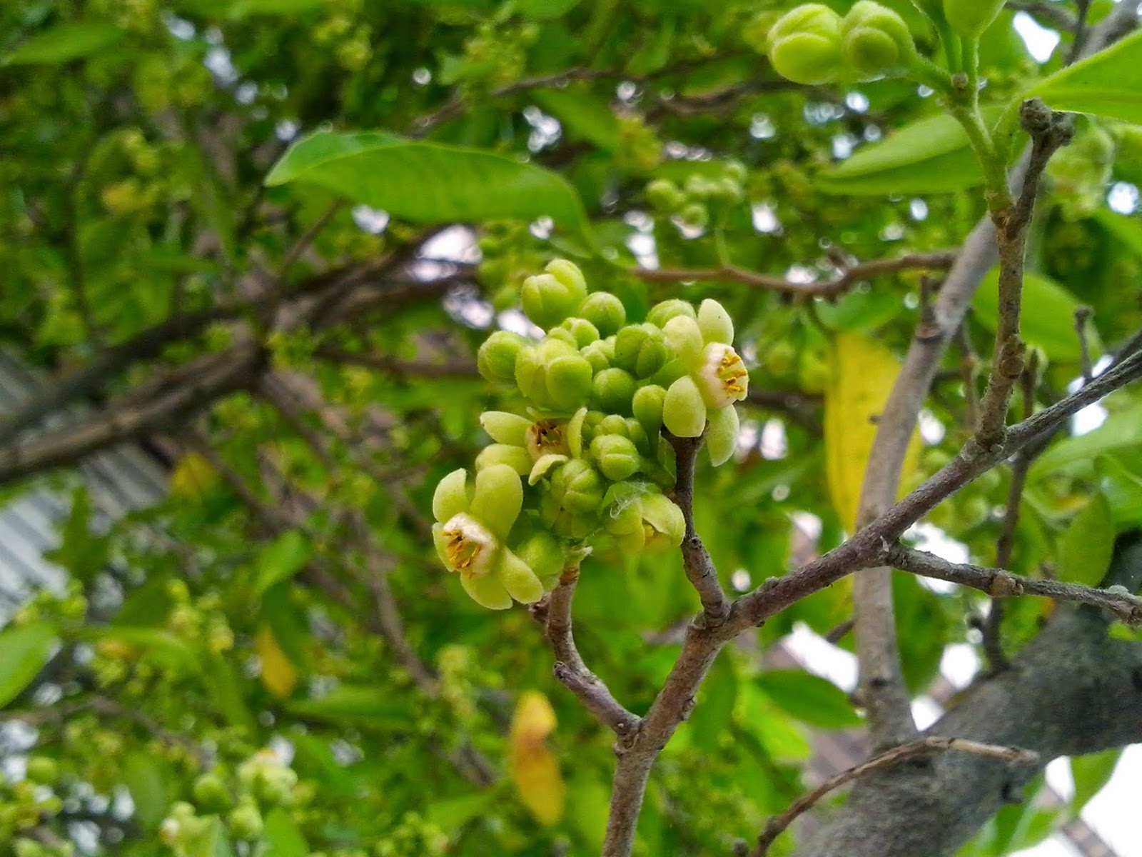 沉香/土沉香(牙香树,白木香)