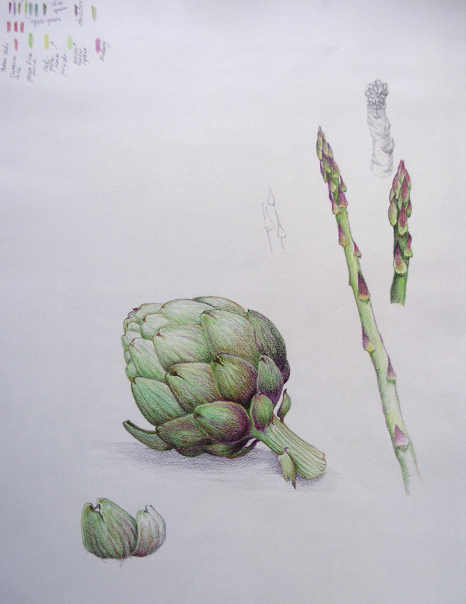Maza Studio colored pencil drawing of artichoke and asparagus