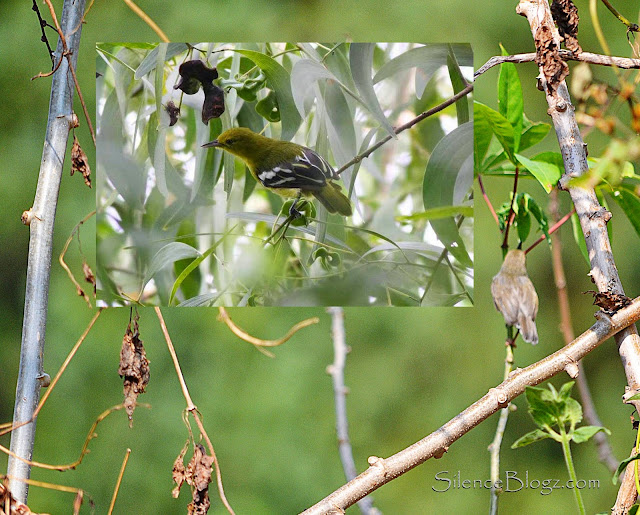 Common Iora Common Iora - birding activity Majlis daerah hulu selangor