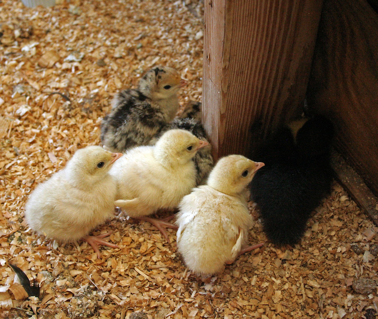 Best Food For Turkey Poults Best Food For Turkey Poults