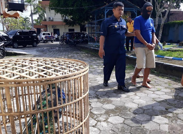 Jual Hewan Via Online, Warga Jepara Ditangkap Polisi 1 jepara%2Bjual%2Bhewan%2Blangka