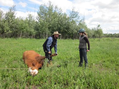 Predator Friendly Ranching : Ranch roping and pasture doctoring