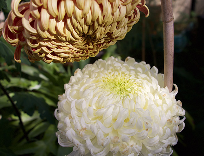 Growing with plants Winter Conservatory Chrysanthemums