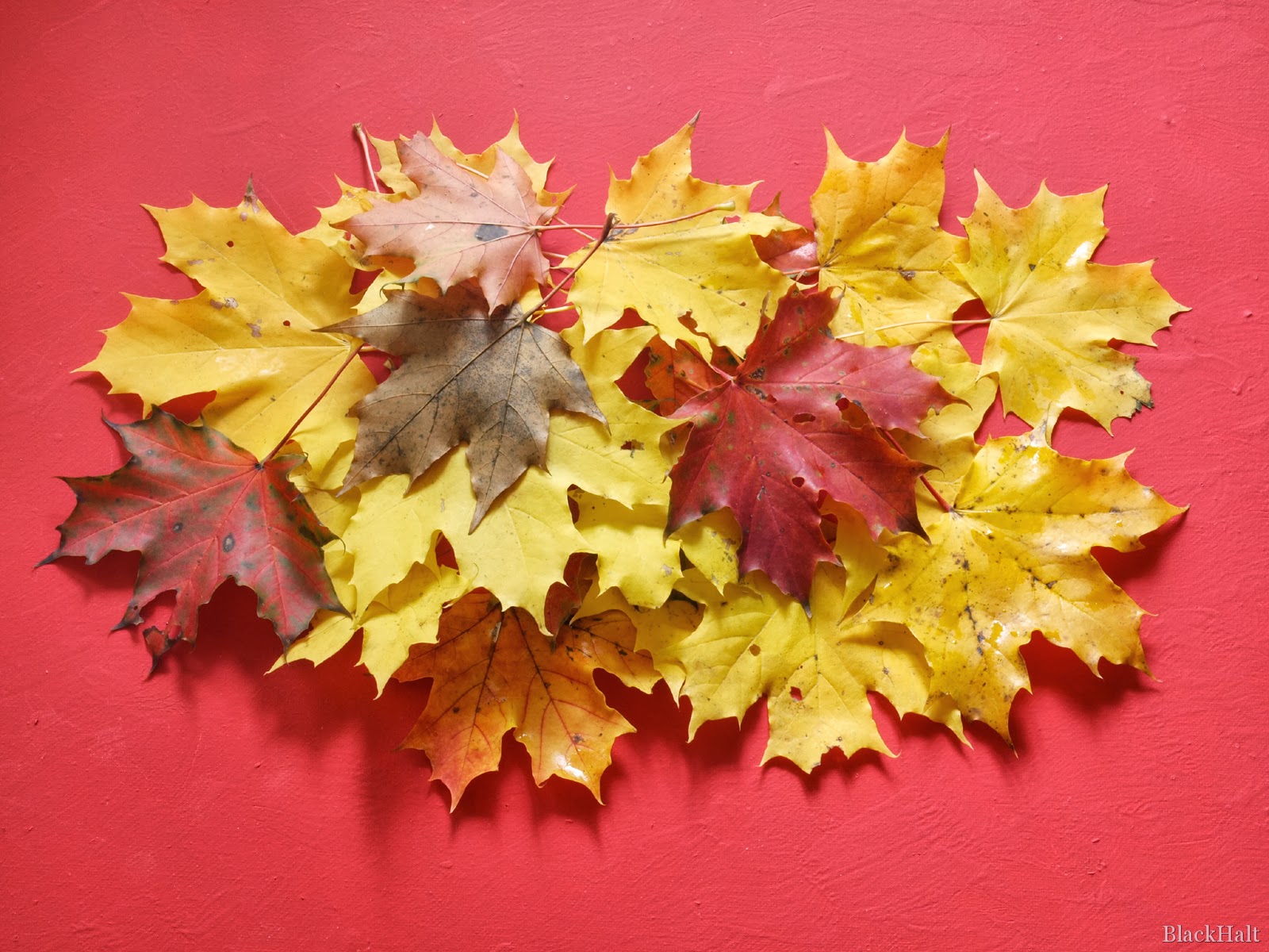 Rudens kļavu lapas - PhotoBlogSite