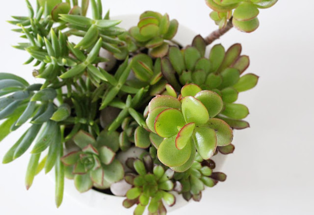 Como fazer um jardim de suculentas