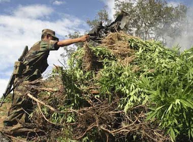 Maconha!