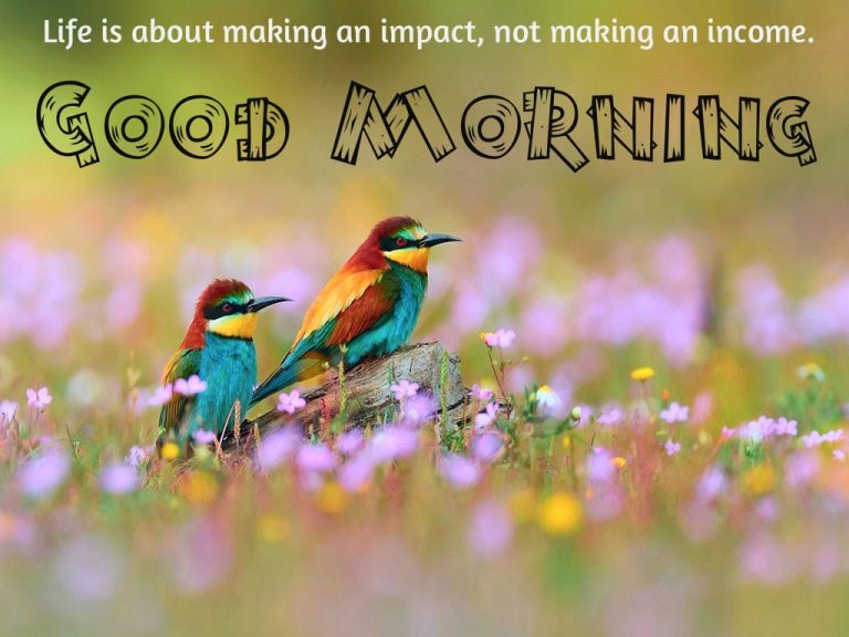 beautiful birds good morning images birds good morning images with quotes