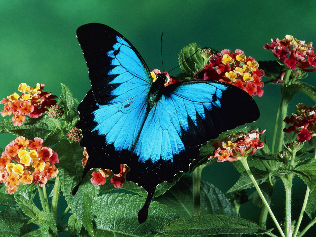 http://2.bp.blogspot.com/-vje1d5eIJo0/UGOpY2F5AqI/AAAAAAAAH7o/YidIN5kid1c/s1600/Black-Blue+Butterfly+On+The+Flower.jpg