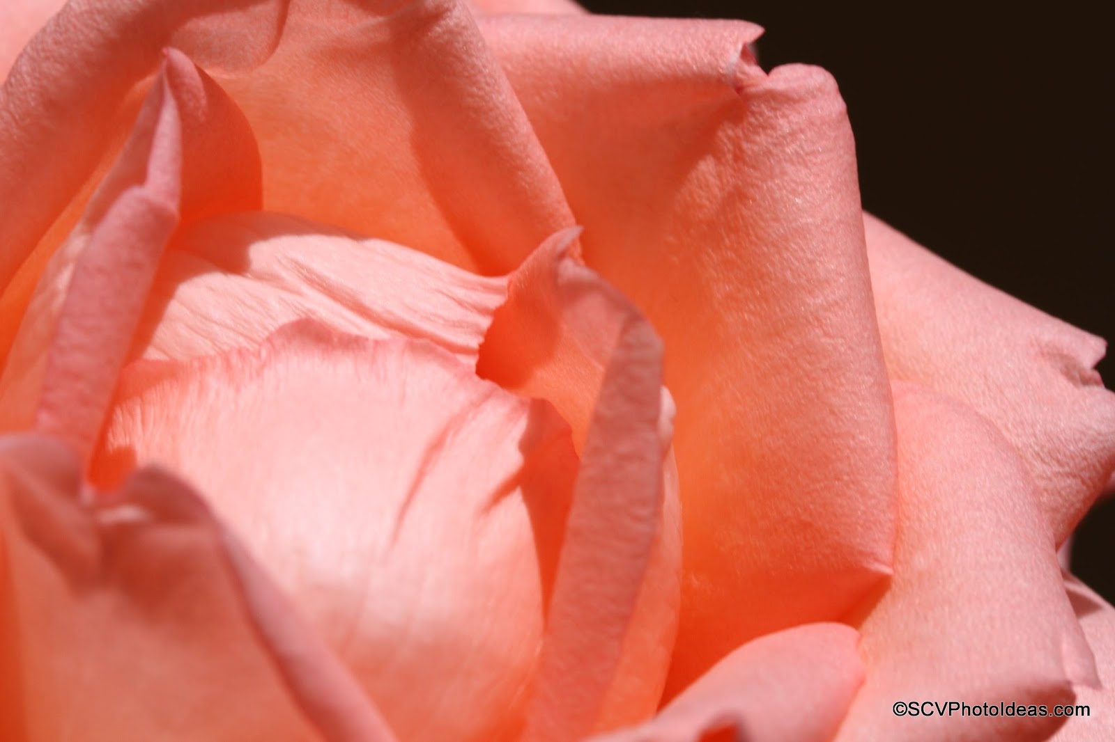 S.C.V. Photography Ideas Playing with Changing Sunlight on Roses