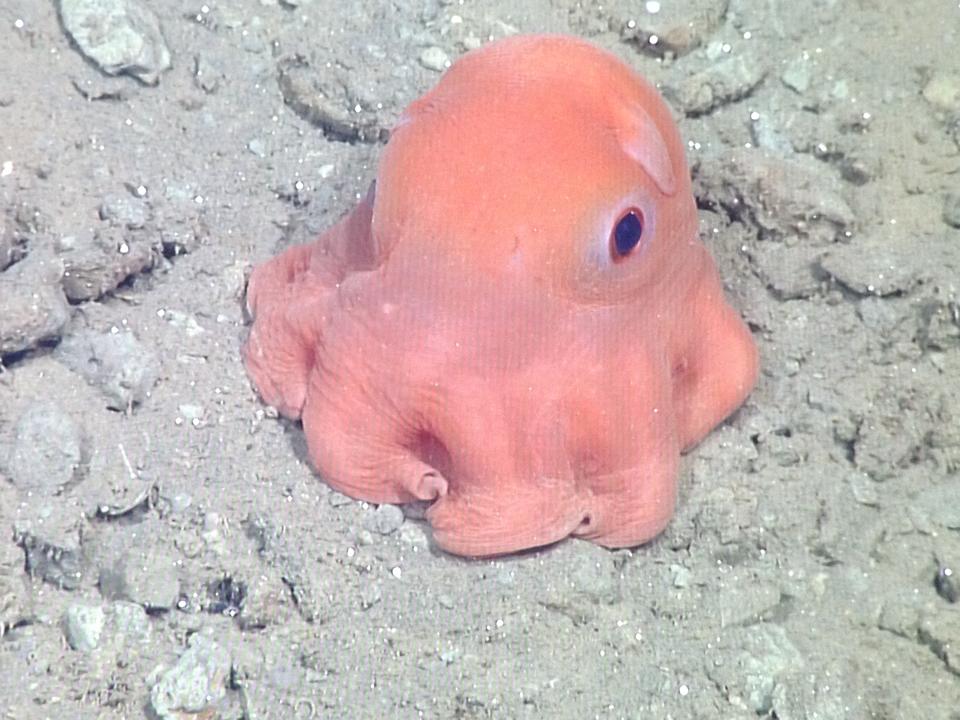 Transparent Dumbo Octopus