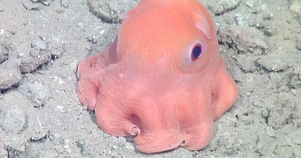 pet octopus