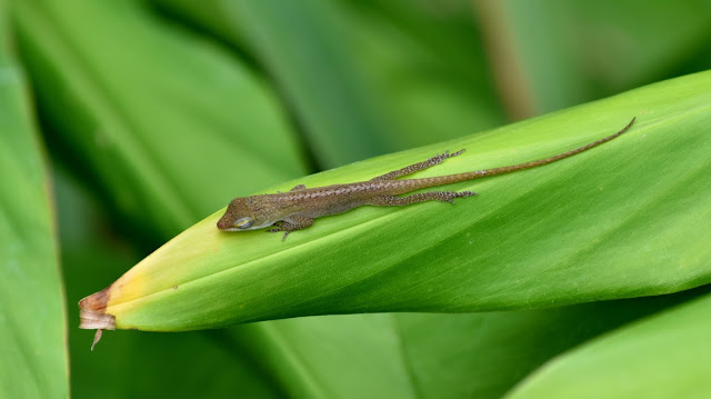Young Brown Anole