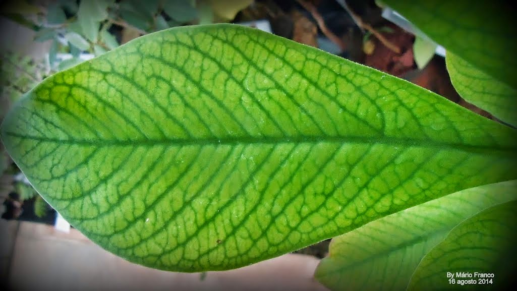planta janauba cura diabetes tipo planta janauba cura diabetes tipo