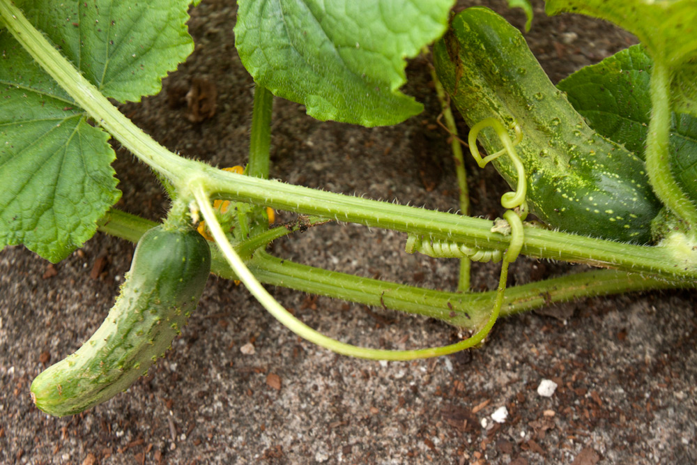 SaladSlicer Cucumbers Adventures in Gardening Pohnpei, Micronesia