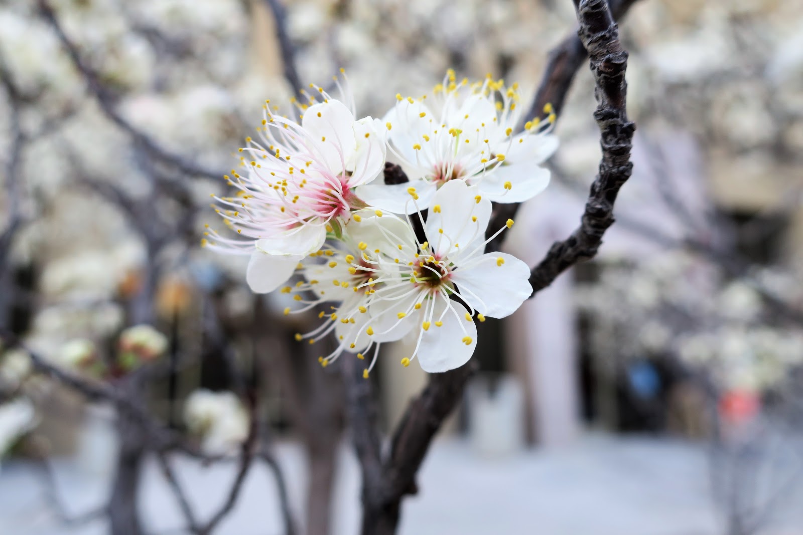 Living Rootless El Paso UTEP Trees Like a Spring Bride