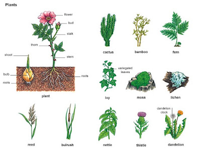 DIFFERENT TYPES OF PLANTS