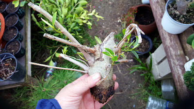 ficus grows foliage with out having roots