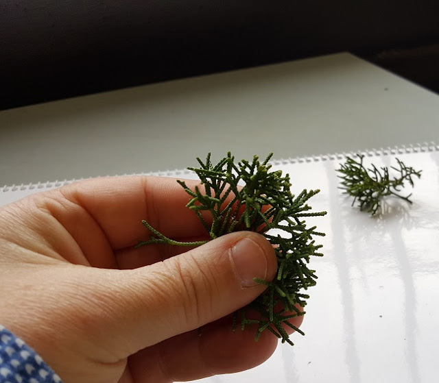 BonsaiCenter Sopelana rama juniperus, limpieza y aclarado
