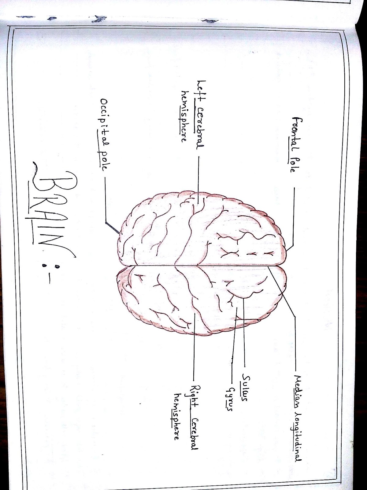 Anatomy Diagram Book