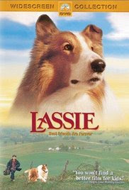 Lassie Border Collie