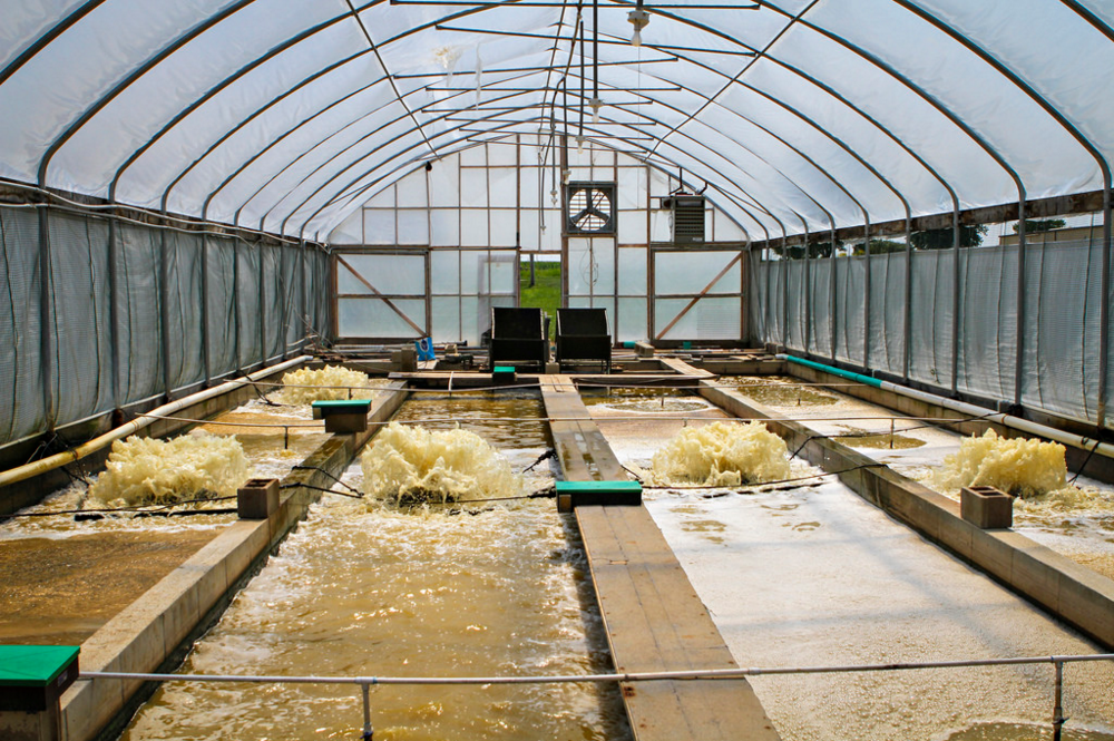 Lebanese Aquaculture: Aquaculture raceway system for growing shrimp and ...