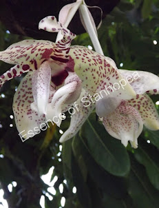 Stanhopea