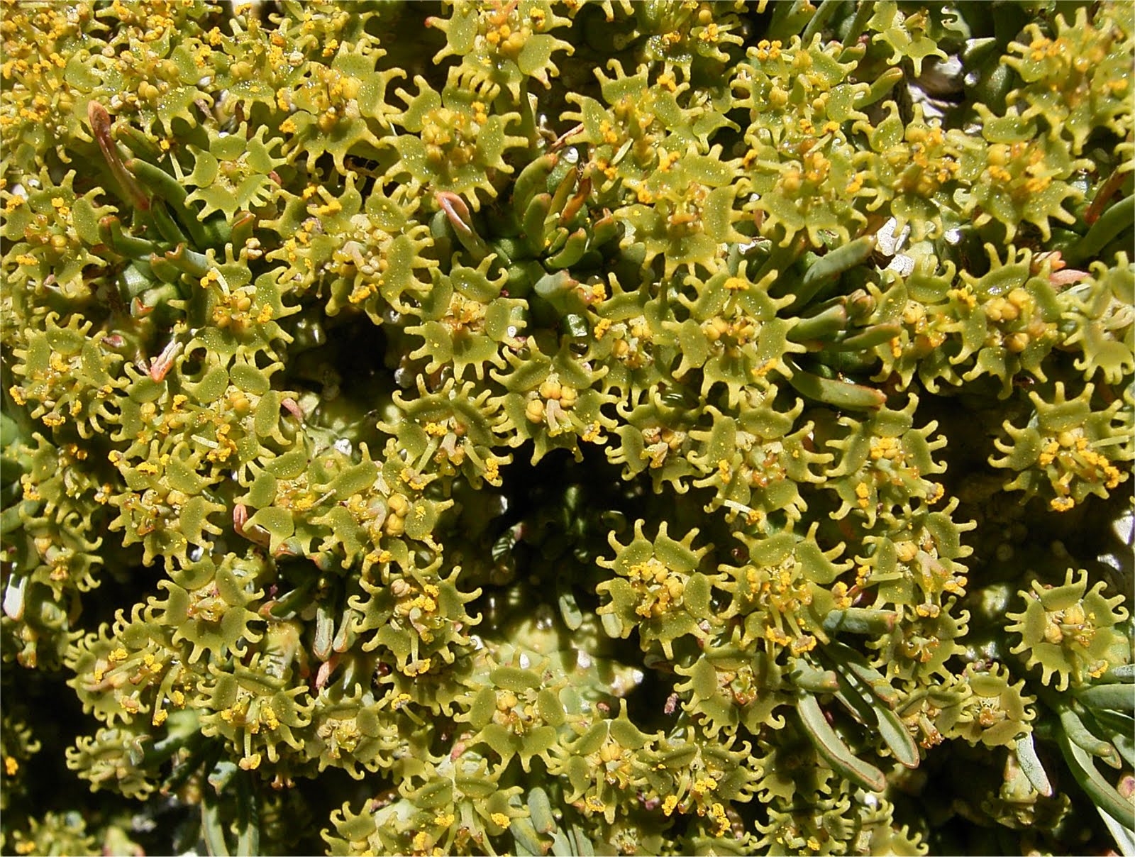Euphorbia multiceps flowers cyathia
