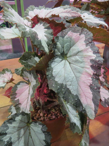 Philadelphia Flower Show 2019- Begonia