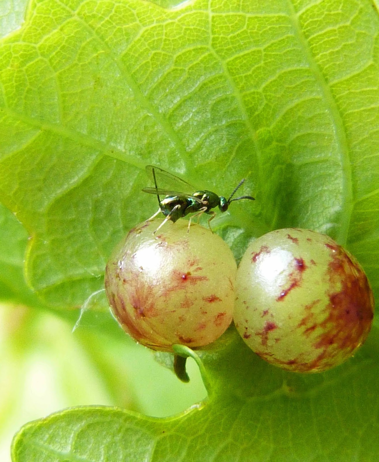 Insects of Scotland: Galls/Leaf miners Insects of Scotland: Galls/Leaf miners