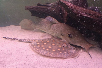 Temperamen Giraffe Catfish