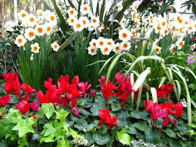 daffodils and cyclamen blooming at allan gardens conservatory by paul jung gardening services toronto