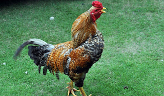 Teks Laporan Hasil Observasi Tentang Ayam