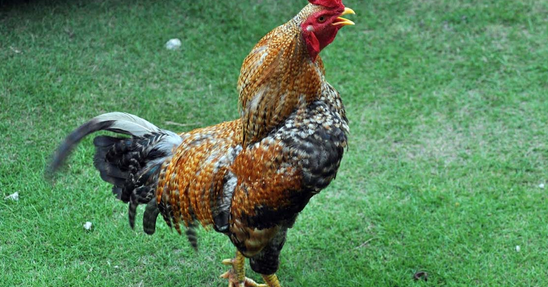 Teks Laporan Hasil Observasi Tentang Ayam