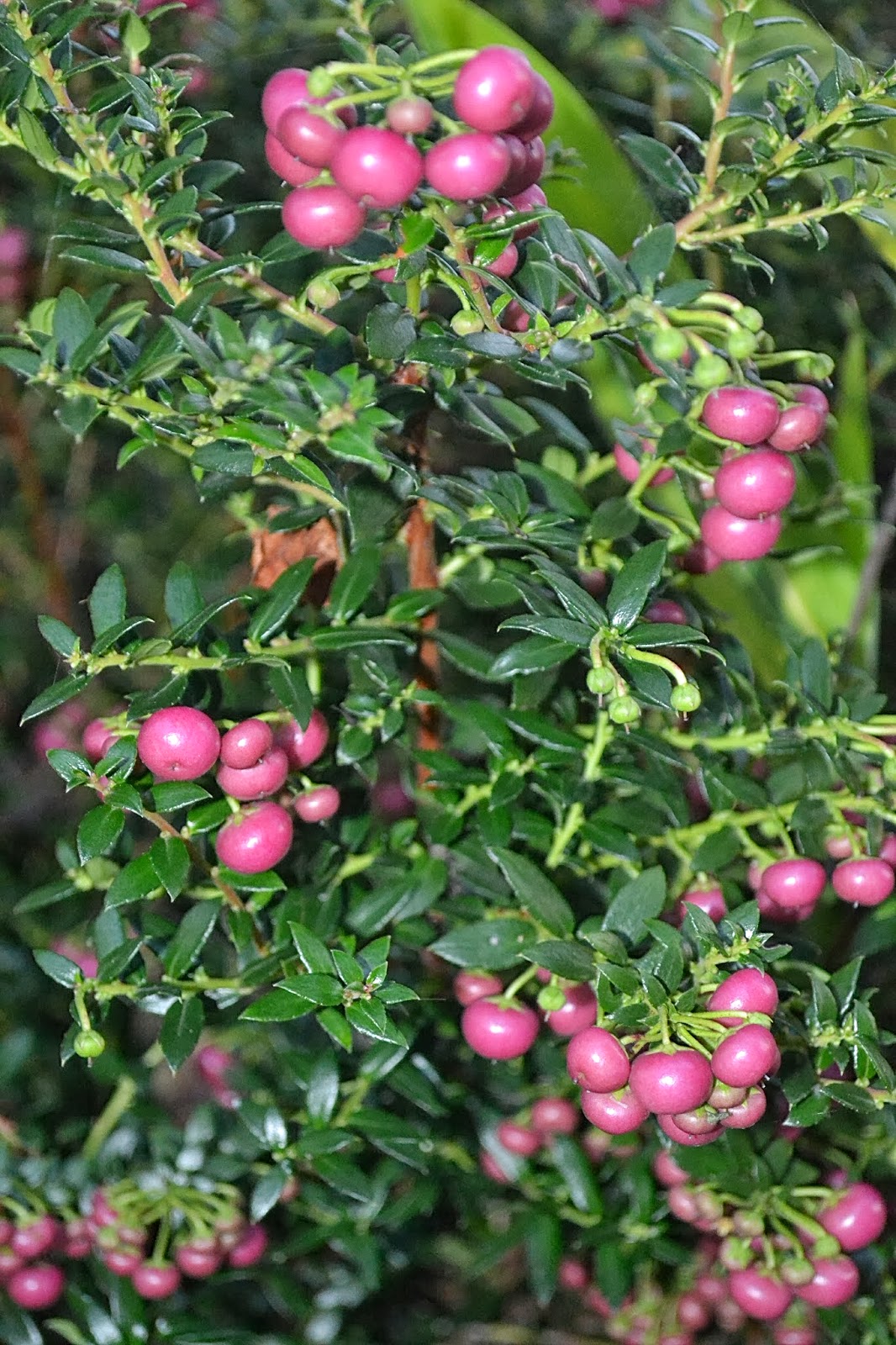 The Outlaw Gardener mucronata, My Favorite Plant in the