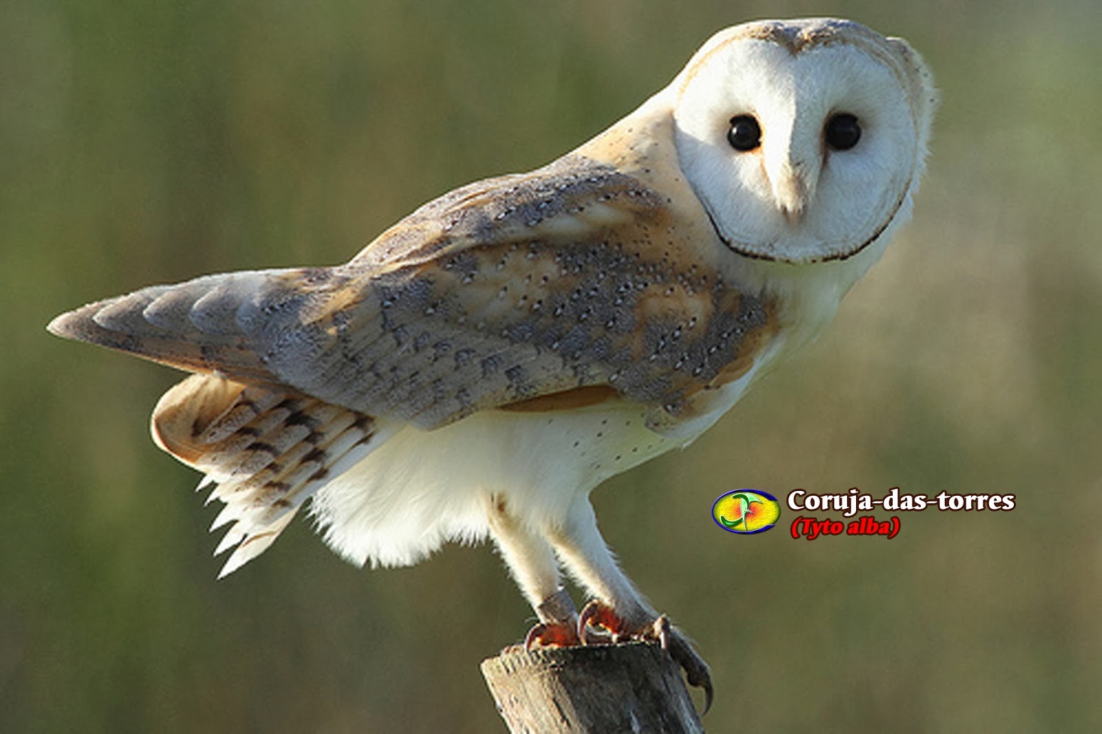 Zoologia Coruja das torres Tyto Alba zoologia-coruja-das-torres-tyto-alba