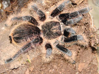 Jual Tarantula Murah | Jual Peralatan , Perlengkapan , dan ...