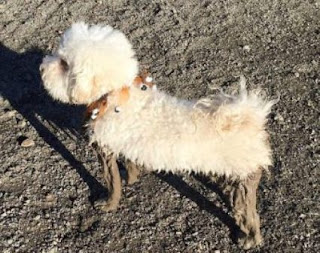 bichon maltes sucio perro maltes manchado
