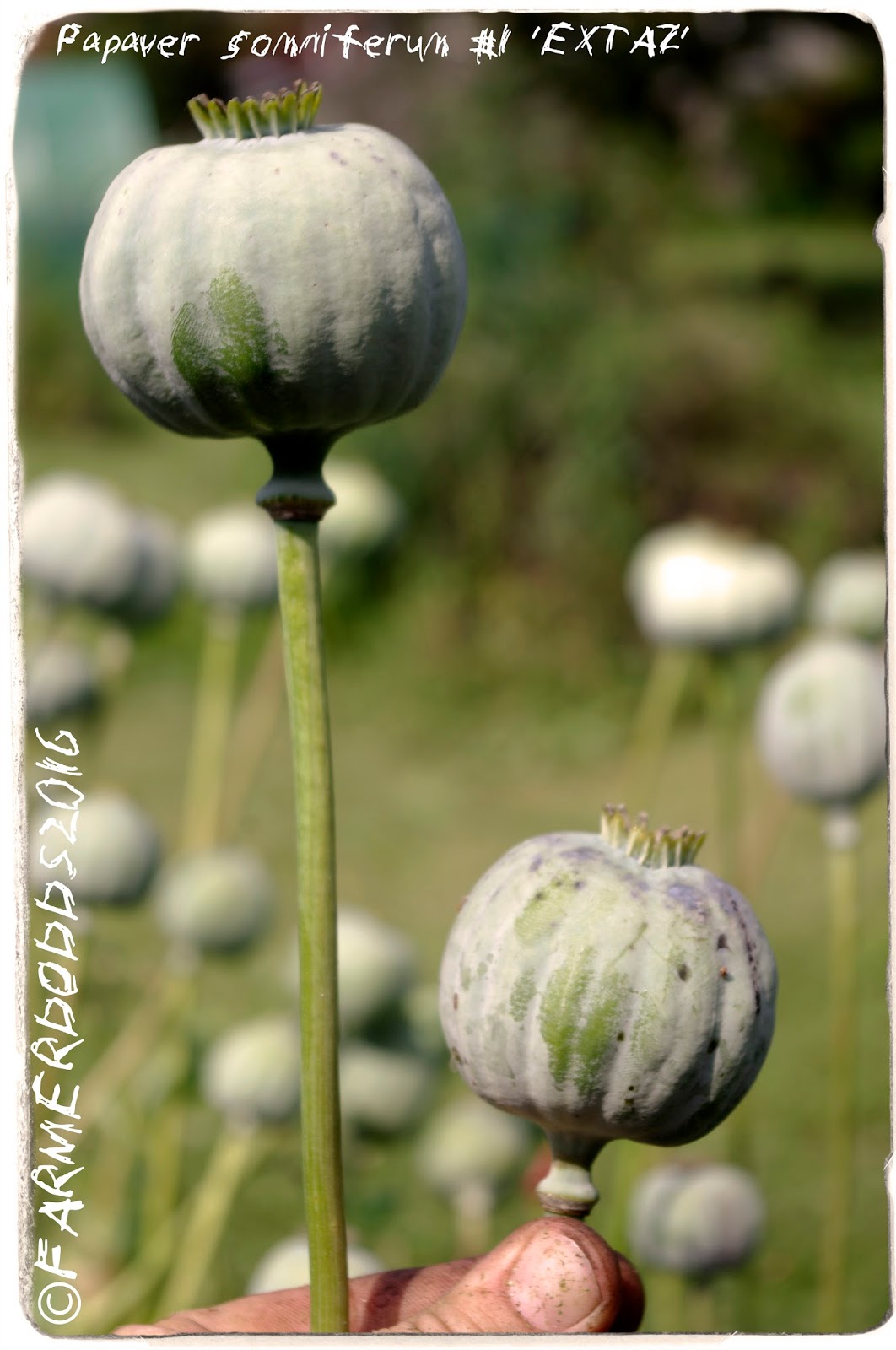 PAPAVER SOMNIFERUM SEEDS: POPPY SEEDS ARE NOW AVAILBLE FROM MY NEW STORE!