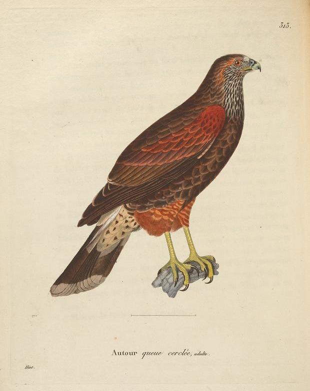 HISTORIAS ZOOLOGICAS EL GAVILÁN MIXTO (Parabuteo unicinctus) UNA