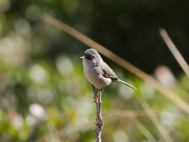 Balearic Warbler - Boquer Valley, Mallorca Balearic Warbler - Boquer Valley, Mallorca