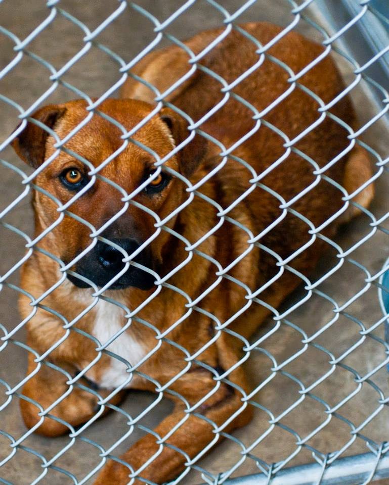 BelinfanteIndianmotorcycles Roswell New Mexico Animal Control Murder