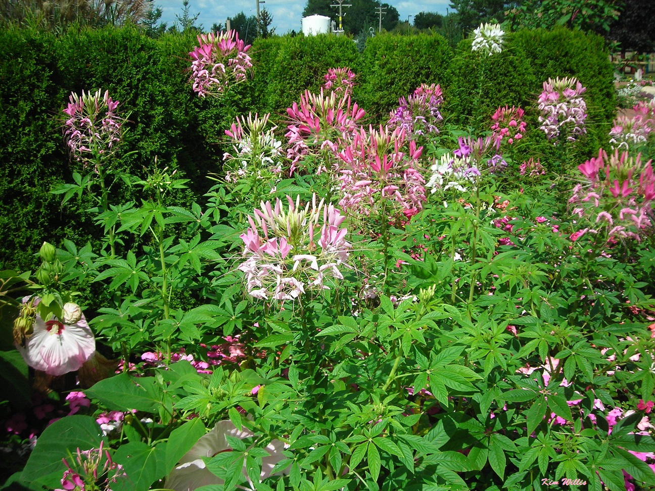 Gardening Granny S Gardening Pages Cleome