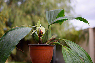 , Coelogyne Lime Bay, diarid'orchidee