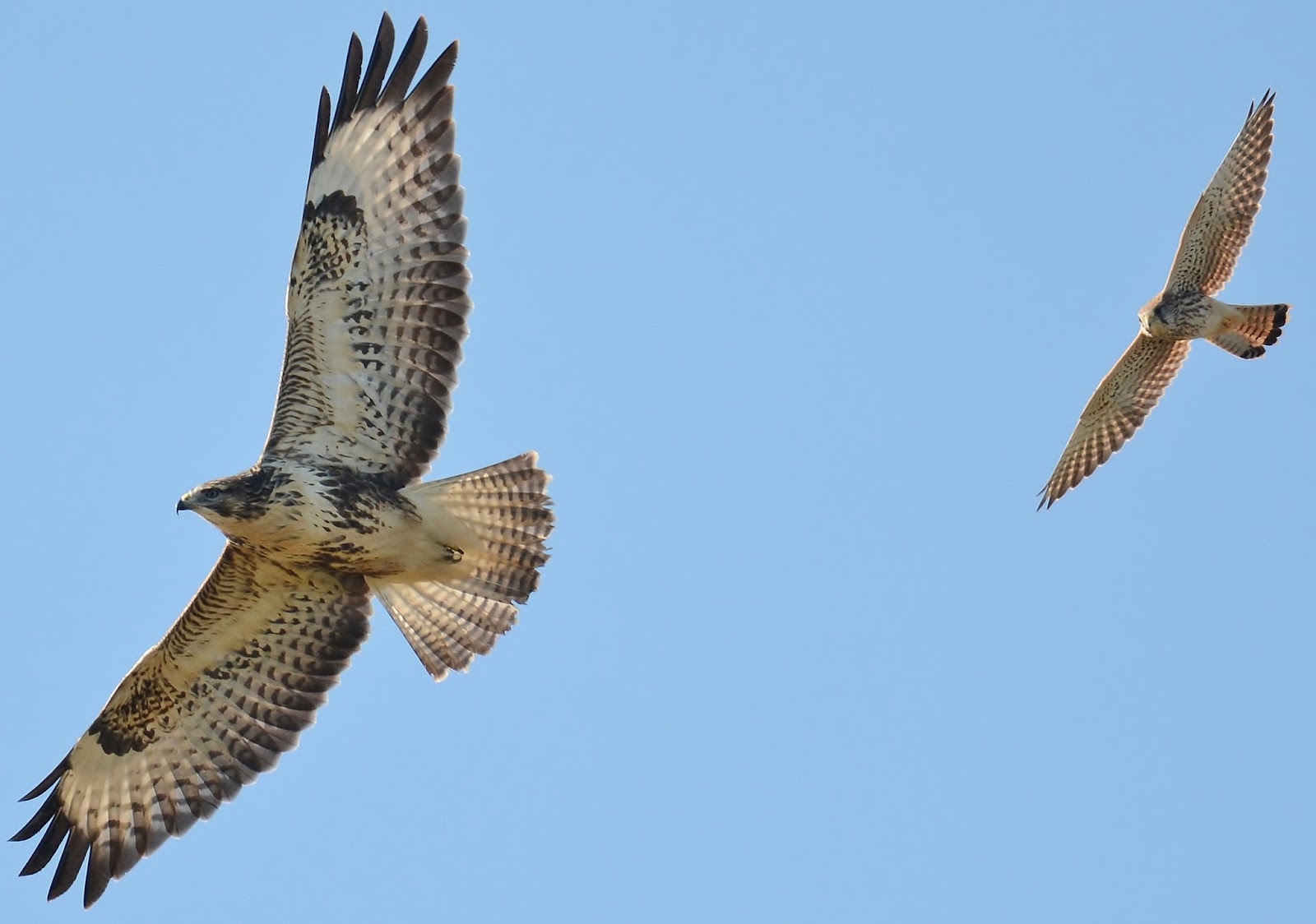 mick's Norfolk roost Birds of Prey this week in the Dunes