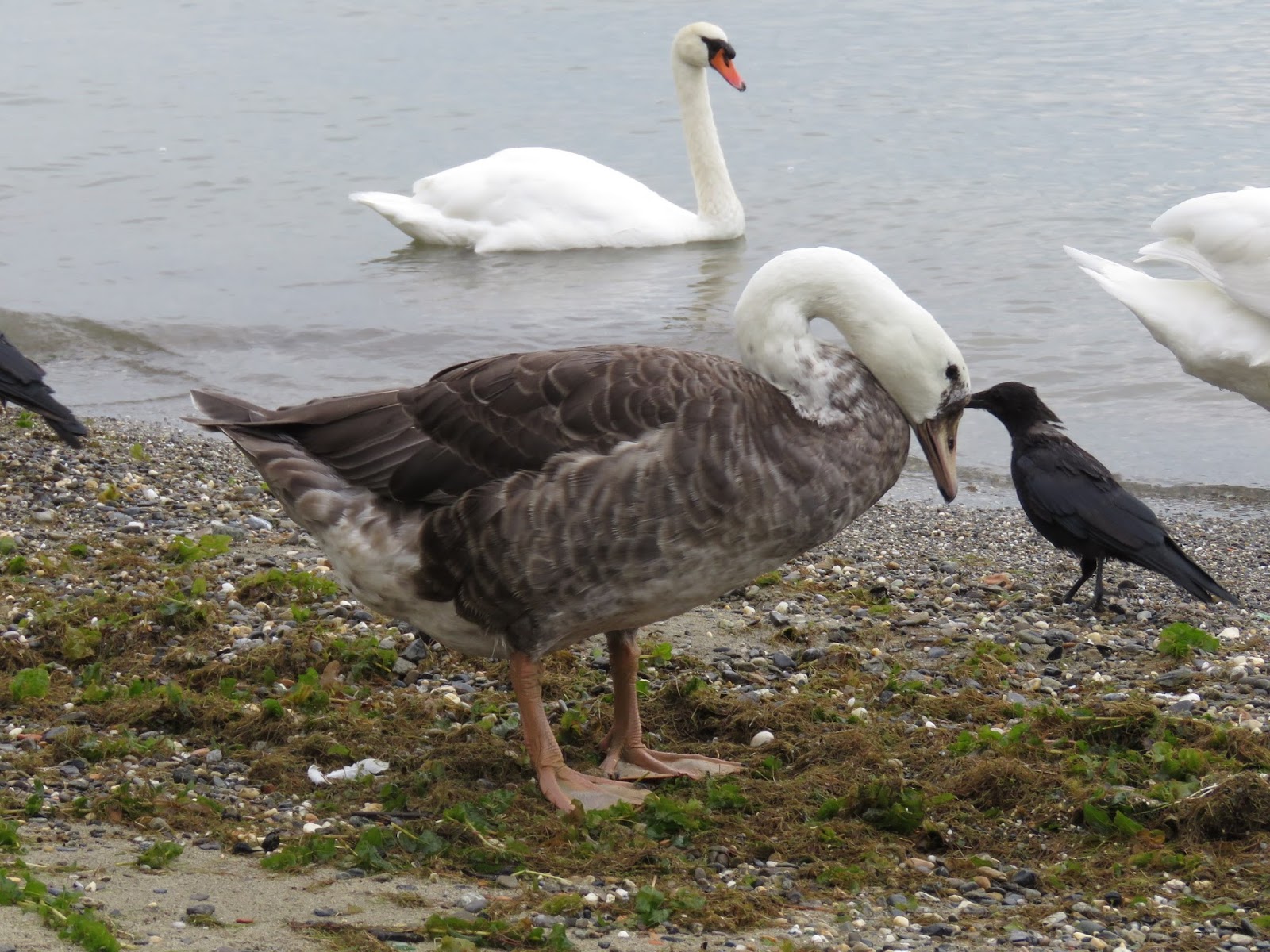 Bird Hybrids Greylag Goose x Mute Swan