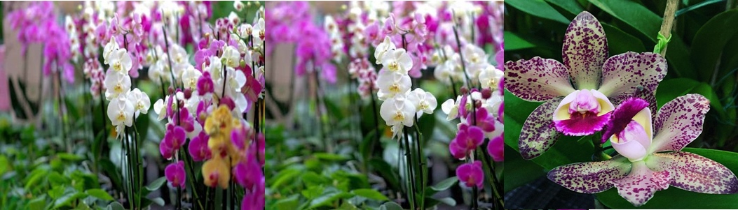 Descomplicando o Cultivo de Orquídeas