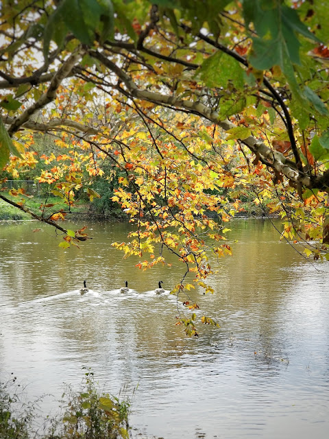 ducks swimming through water ducks swimming through water