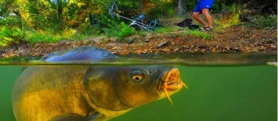 Resep Umpan Putih Ikan Mas Sederhana tapi Super