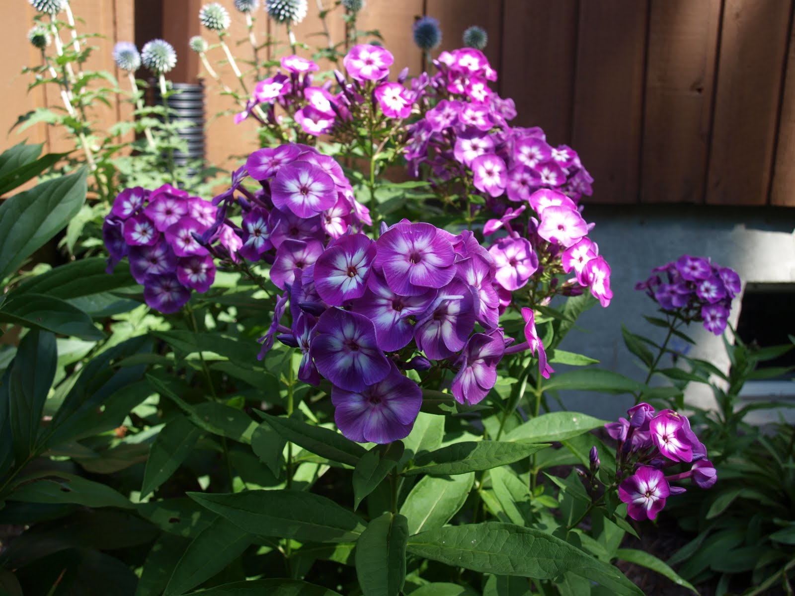 My Cottage Garden: Fertilizer Friday 'Flox'