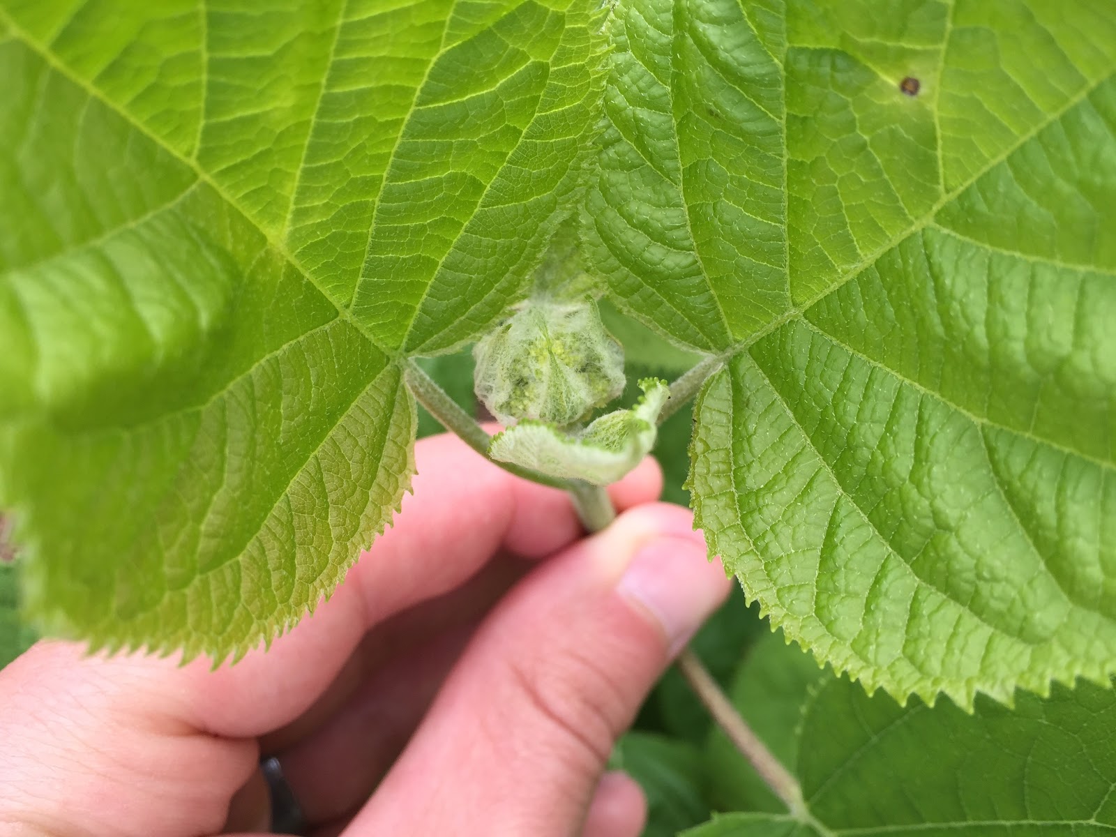 Hydrangea arborescens 'Annabelle' Buds Forming [Backyard Neophyte